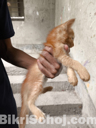 Persian mix breed